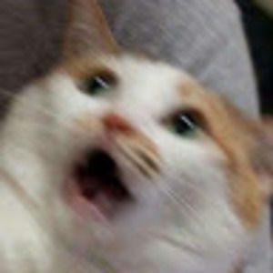 Meet your Posher, Ashlyn